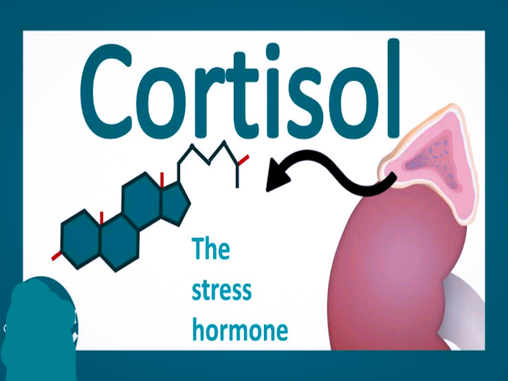 ኮርቴዞል/Cortisol